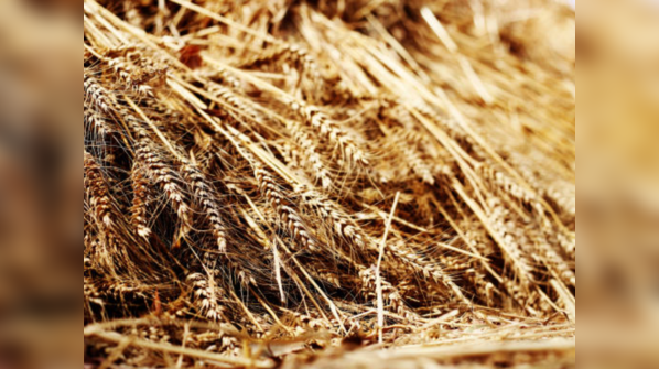 Wheat is equally bad