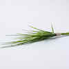 Benefits of Durva grass