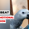 Article image for: Emotional reunion, talking bird Sita unites with family