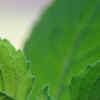 Article image for: Vastu tips for <i class="tbold">tulsi plant</i> at home