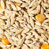 Fibre-rich foods
