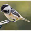 ​For feeding birds