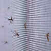 ​Use mosquito deterrents