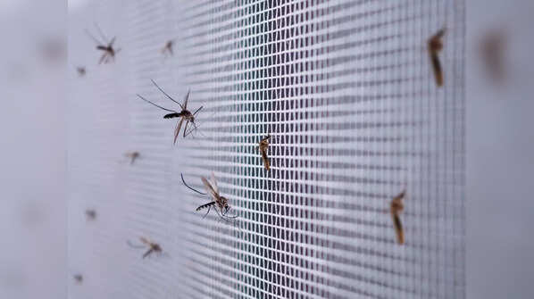 Use mosquito deterrents