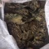 Article image for: 10,000 illegally hunted toads released into nature by <i class="tbold">shanghai</i> Police