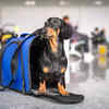 Airlines that fly 2024 dogs in cargo