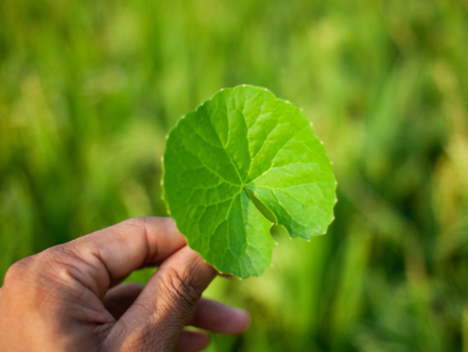 natural-memory-tonic-brahmi-know-how-it-boosts-brain-health-and