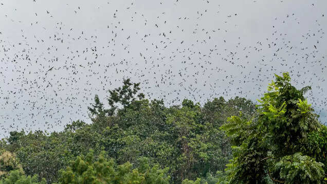 Witness the annual Amur falcon migration in Nagaland, Manipur and Assam