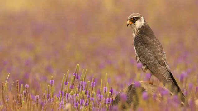 Witness the annual Amur falcon migration in Nagaland, Manipur and Assam