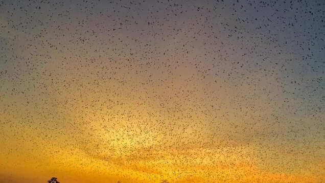 Witness the annual Amur falcon migration in Nagaland, Manipur and Assam