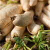 Who should avoid radishes?