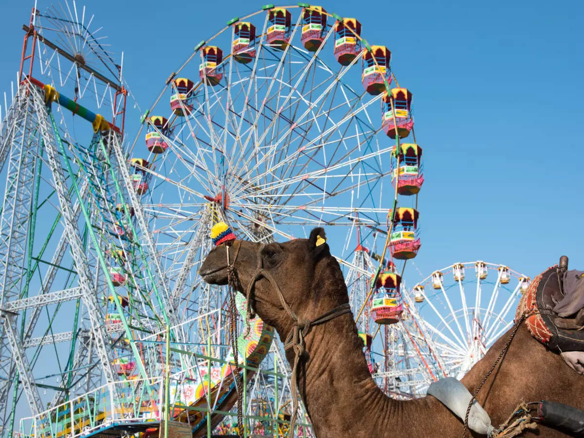 Pushkar Camel Fair: Rajasthan is all ready to host the annual Pushkar Fair  | Times of India Travel