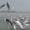 Article image for: Migratory Siberian birds draw tourists at <i class="tbold">triveni sangam</i> in Prayagraj