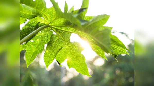 Papaya leaf extract can cure dengue