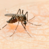 ​Dengue happens only once in a lifetime​
