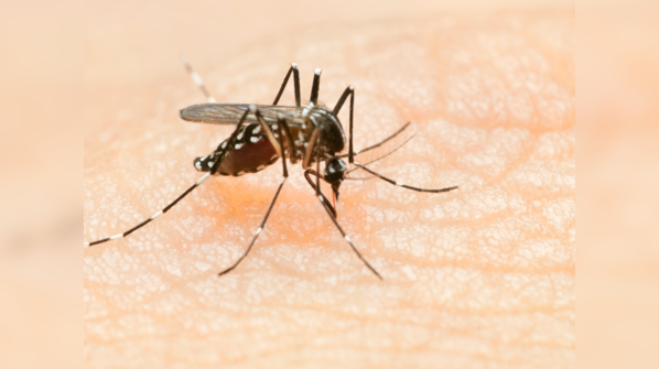 Dengue happens only once in a lifetime