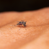 ​Dengue is not fatal​
