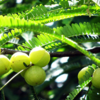 ​Amla for immunity​