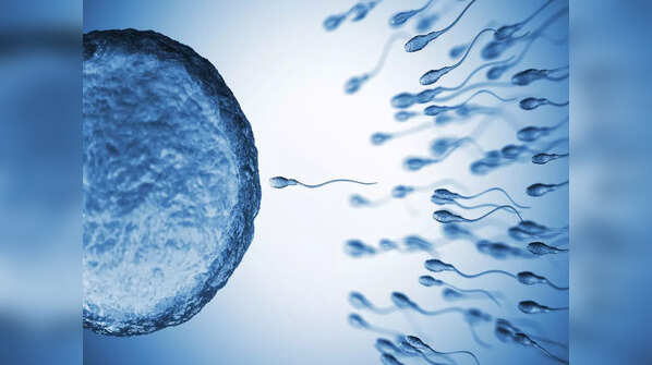 During ovulation