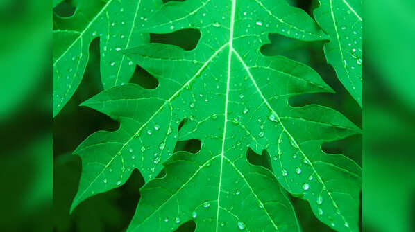 Papaya leaf juice