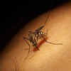What is dengue?