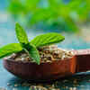 ​Tulsi (basil)