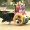 Article image for: <i class="tbold">wheelchair</i> gives paralyzed dog new lease of life