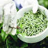 ​More about these herbs