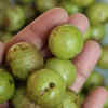 Article image for: <i class="tbold">amla</i>