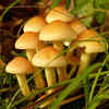 Mushrooms