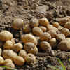 Potatoes