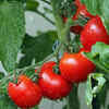 Tomatoes