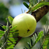 ​Amla