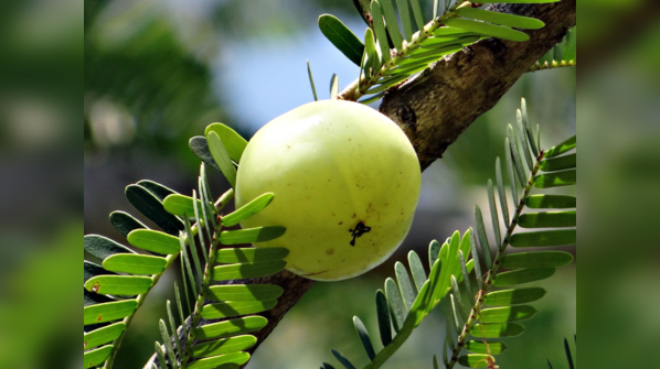Amla