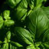 Article image for: <i class="tbold">basil</i>