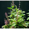 Article image for: Improve the health of <i class="tbold">tulsi plant</i>
