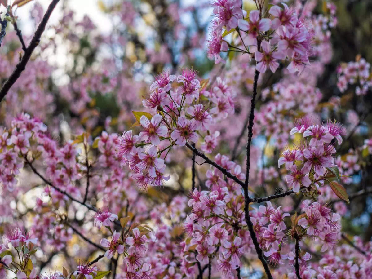 National Cherry Blossom Festival cancellations mean less available