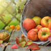Apples