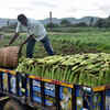 Corn Harvest