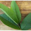 ​Why Guava and its leaves?
