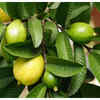 ​Good for diabetics