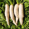 Winter foods: 6 reasons to eat raw radish daily with your meals
