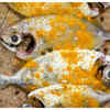 Why is fish marinated in salt and turmeric?