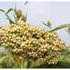 ​Rich in antioxidants