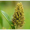 ​Regulates insulin levels