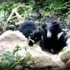 Article image for: Bear cubs found trapped in wire of udaipur forest