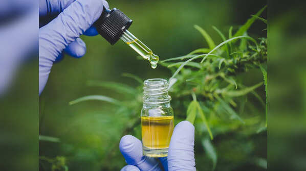 Vijaya (Cannabis sativa)