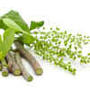 ​Guduchi (Tinospora cordifolia)
