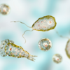 ​How Naegleria fowleri infects the brain