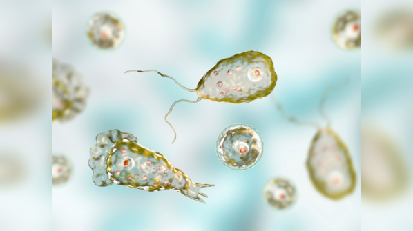 How Naegleria fowleri infects the brain
